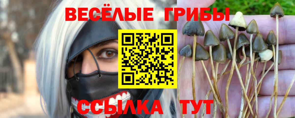 Псилоцибиновые грибы прущие грибы Кисловодск